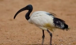Ibis sveto