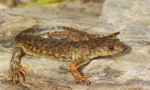 Orao triton