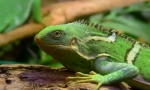 Iguana fijian prugasta
