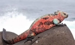 Iguana maritime