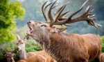 Zanimljive činjenice o plemenitim jelenima