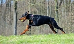 Zanimljive činjenice o dobermunu