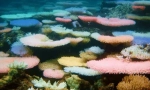 Zanimljive činjenice o koraljima
