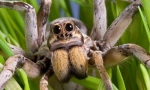 Zanimljive činjenice o spider-wolf-u