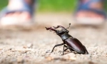 Zanimljive činjenice o beetle-jelen