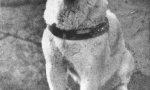 Istorija hachiko - najzanimljivija u svijetu psa (7 fotografija)