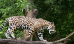 Jaguar (fotografija životinja): sretna i prekrasna velika mačka