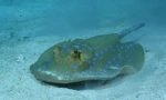 Električna stingray