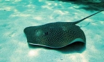 Električna stingray