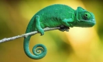 Kako chameleon mijenja boju?