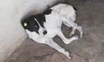 Kako je vlasnik pronašao svog psa u tri godine pretrage