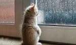 Kako mačka predviđa vremenske prilike