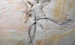 Kako je pronađena dinosaurusi?