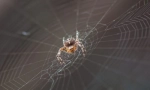 Kao pauk weave web?