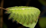 Kako je puzao mecanevoon caterpillars?