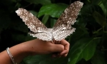 Šta je leptir najveći?