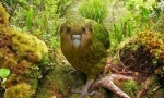 Kakapo: dobro namenljivo papagaj, slično ol (9 fotografija)