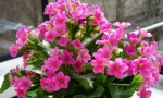 Kalanchoe