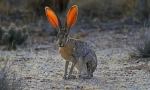 Kalifornija hare