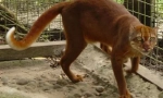 Kalimantanačka mačka: rijetka životinja sa ostrva borneo