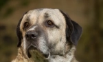 Kangal (foto): moćan i graciozan prijatelj čovjeka