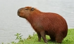 Capibara: značajke održavanja kod kuće