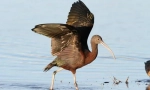 Cawayika