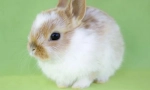 Dwarf zec