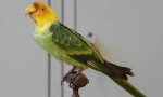 Carolinsky parrot
