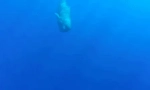 Kita sperme