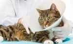 Kastracija i sterilizacija: nadležna postoperativna briga za mačku ili mačku