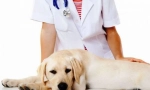 Kastracija i sterilizacija