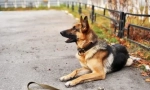 Doksi za casion: pluses i nedostaci, kakvi veterinari kažu