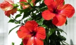 Kineska ruža (hibiskus)