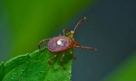 Tick ​​borreliois: simptomi i liječenje