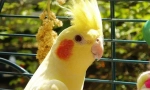 Correll parrot cage, izbor ćelija