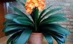 Clivia