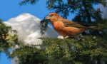 Crossbill