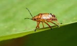 Blugs predatorka i klapice paraziti