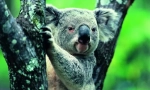 Koala: ljetni medvjed iz australije (fotografija životinja)