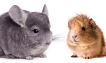 Ko je bolji za početak - chinchilla ili zamorca