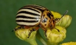 Kolorado beetle i njene larve: opis i oštećenje