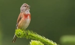 Linnet