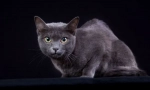 Korat
