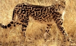 Royal cheetah