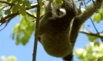 Feline lemur - najpogrijaniji primat