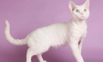 Cat devon-rex (foto): razigrani kućni ljubimac i istinski prijatelj