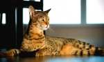 Savannah cat (foto): punning i nježni gepar