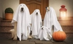 Kostim za psa na halloween-u i sami - ideje na fotografiji