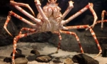 Crab pauk